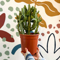 Euphorbia lactea – Mottled Spurge / Dragon Bones Tree - Sprouts of Bristol