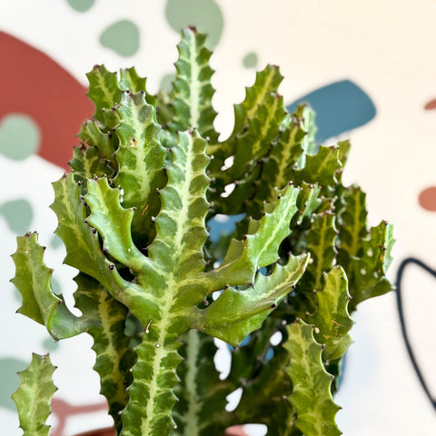 Euphorbia lactea – Mottled Spurge / Dragon Bones Tree - Sprouts of Bristol