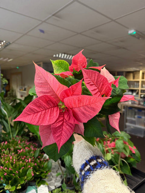 Euphorbia pulcherrima 'Pink' - Poinsettia - British Grown - Sprouts of Bristol