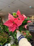 Euphorbia pulcherrima 'Pink' - Poinsettia - British Grown - Sprouts of Bristol