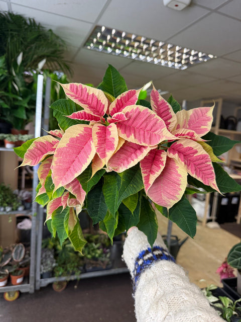 Euphorbia pulcherrima 'Rhubarb' - Poinsettia - British Grown - Sprouts of Bristol