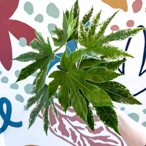 Fatsia japonica ‘Variegata’ - Spider's Web Paper Plant - Sprouts of Bristol