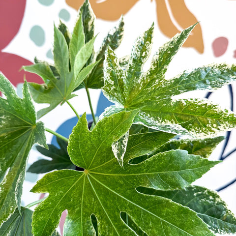 Fatsia japonica ‘Variegata’ - Spider's Web Paper Plant - Sprouts of Bristol