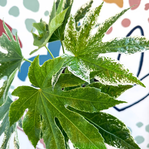 Fatsia japonica ‘Variegata’ - Spider's Web Paper Plant - Sprouts of Bristol