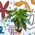 Fatsia japonica ‘Variegata’ - Spider's Web Paper Plant - Sprouts of Bristol