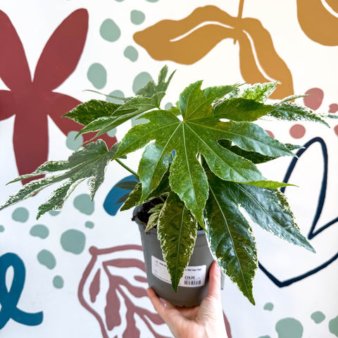 Fatsia japonica ‘Variegata’ - Spider's Web Paper Plant - Sprouts of Bristol
