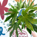 Fatsia japonica ‘Variegata’ - Spider's Web Paper Plant - Sprouts of Bristol
