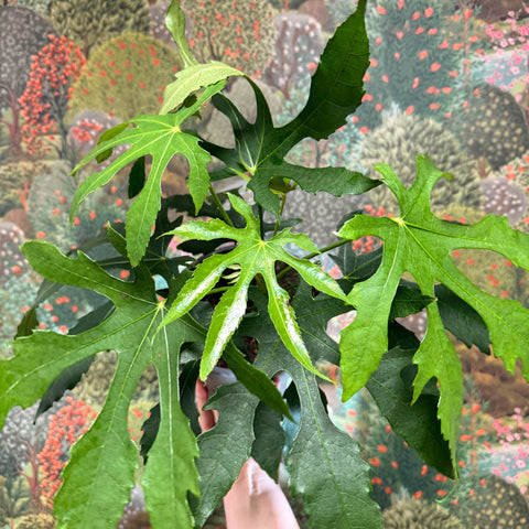 Fatsia polycarpa ‘Green Fingers’ - Sprouts of Bristol