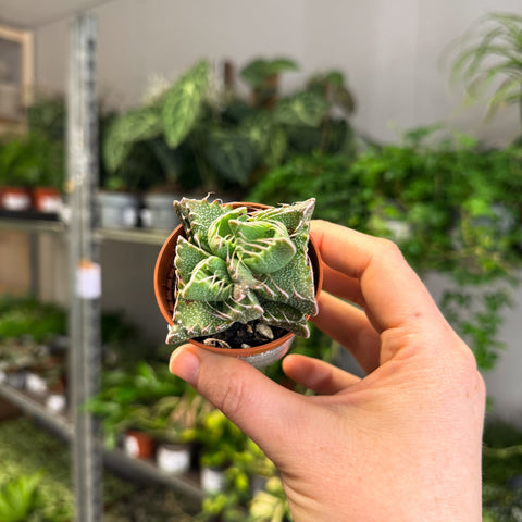 Faucaria tigrina f. monstruosa - Tiger Jaws Succulent - Sprouts of Bristol