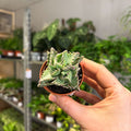 Faucaria tigrina f. monstruosa - Tiger Jaws Succulent - Sprouts of Bristol