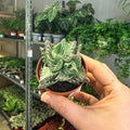 Faucaria tigrina f. monstruosa - Tiger Jaws Succulent - Sprouts of Bristol