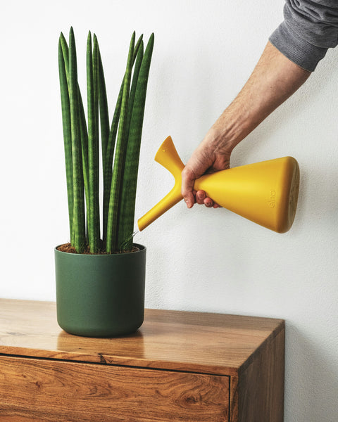 Plant Care