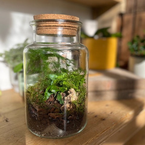 Fern Bottle Bioactive Terrarium - Sprouts of Bristol