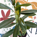 Ficus americana 'Tresor' - Sprouts of Bristol
