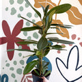 Ficus americana 'Tresor' - Sprouts of Bristol