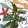 Ficus americana 'Tresor' - Sprouts of Bristol