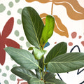 Ficus benghalensis 'Audrey' - Bengal Fig - Sprouts of Bristol