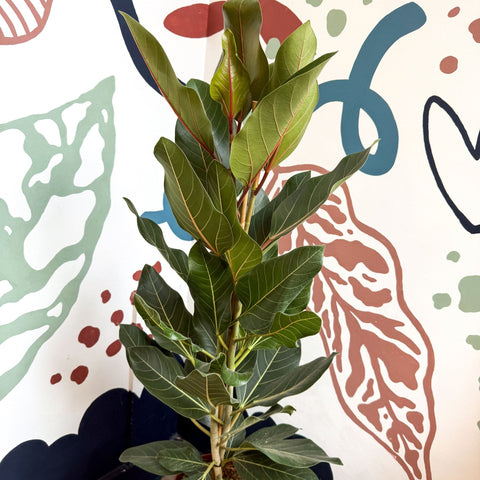 Ficus benghalensis ‘Joy' - Bengal Fig - Sprouts of Bristol
