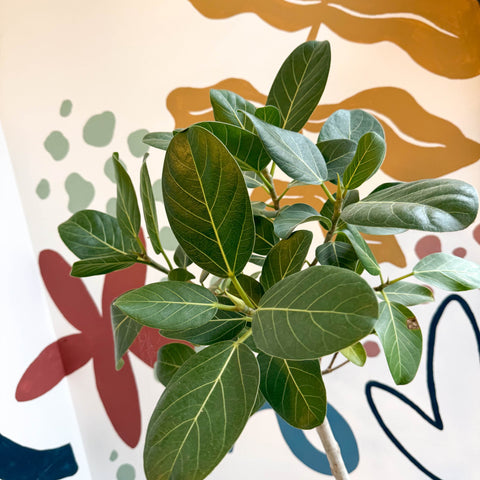 Ficus benghalensis 'Petite Audrey' - Bengal Fig - Sprouts of Bristol