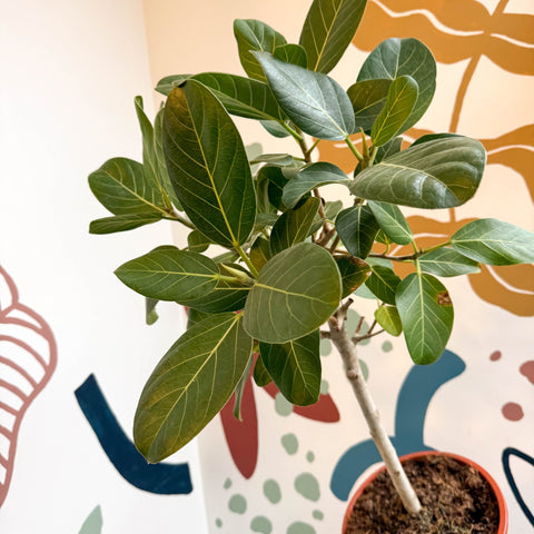 Ficus benghalensis 'Petite Audrey' - Bengal Fig - Sprouts of Bristol