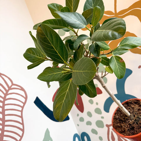 Ficus benghalensis 'Petite Audrey' - Bengal Fig - Sprouts of Bristol