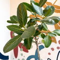 Ficus benghalensis 'Petite Audrey' - Bengal Fig - Sprouts of Bristol