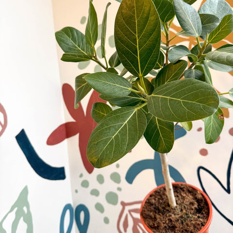 Ficus benghalensis 'Petite Audrey' - Bengal Fig - Sprouts of Bristol