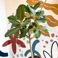 Ficus benghalensis 'Petite Audrey' - Bengal Fig - Sprouts of Bristol