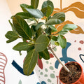 Ficus benghalensis 'Petite Audrey' - Bengal Fig - Sprouts of Bristol