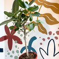 Ficus benghalensis 'Petite Audrey' - Bengal Fig - Sprouts of Bristol