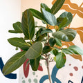 Ficus benghalensis 'Petite Audrey' - Bengal Fig - Sprouts of Bristol