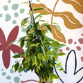 Ficus benjamina 'Anastasia' - Weeping Fig - Sprouts of Bristol