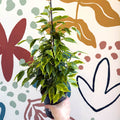 Ficus benjamina 'Anastasia' - Weeping Fig - Sprouts of Bristol