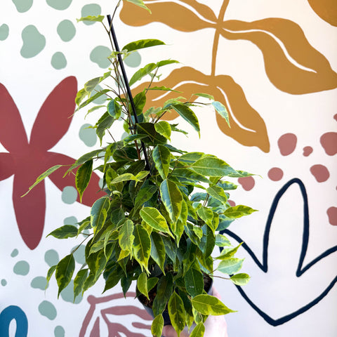 Ficus benjamina 'Anastasia' - Weeping Fig - Sprouts of Bristol
