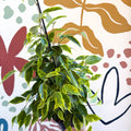 Ficus benjamina 'Anastasia' - Weeping Fig - Sprouts of Bristol