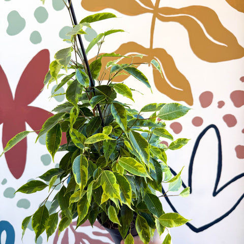 Ficus benjamina 'Anastasia' - Weeping Fig - Sprouts of Bristol