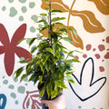 Ficus benjamina 'Anastasia' - Weeping Fig - Sprouts of Bristol