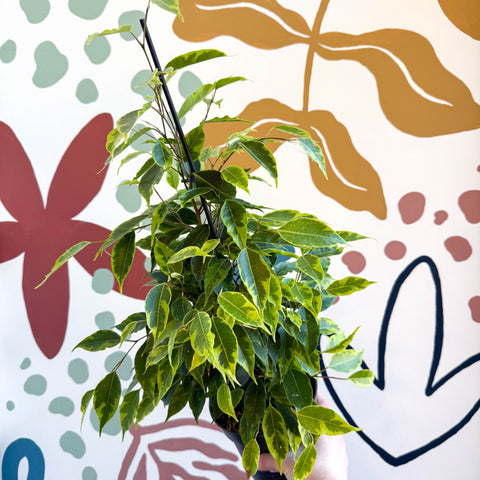 Ficus benjamina 'Anastasia' - Weeping Fig - Sprouts of Bristol
