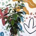 Ficus benjamina 'Danielle' - Weeping Fig - Sprouts of Bristol