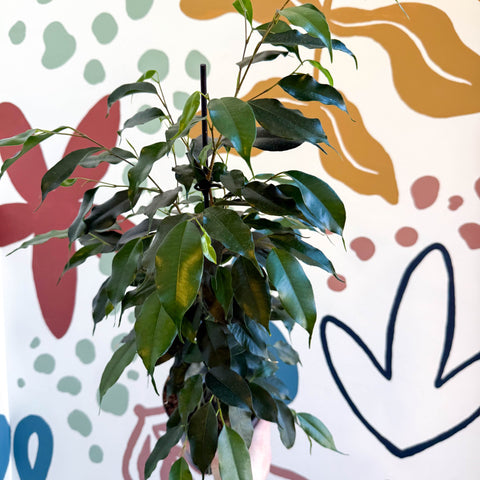 Ficus benjamina 'Danielle' - Weeping Fig - Sprouts of Bristol