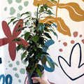 Ficus benjamina 'Danielle' - Weeping Fig - Sprouts of Bristol