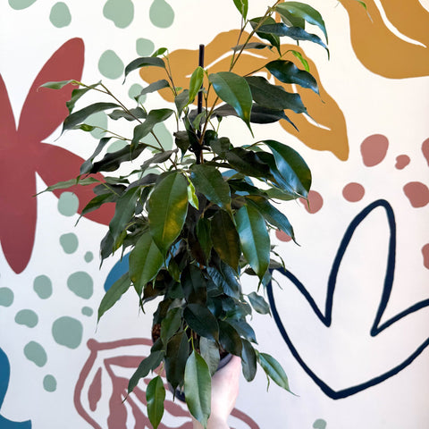 Ficus benjamina 'Danielle' - Weeping Fig - Sprouts of Bristol