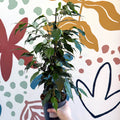 Ficus benjamina 'Danielle' - Weeping Fig - Sprouts of Bristol