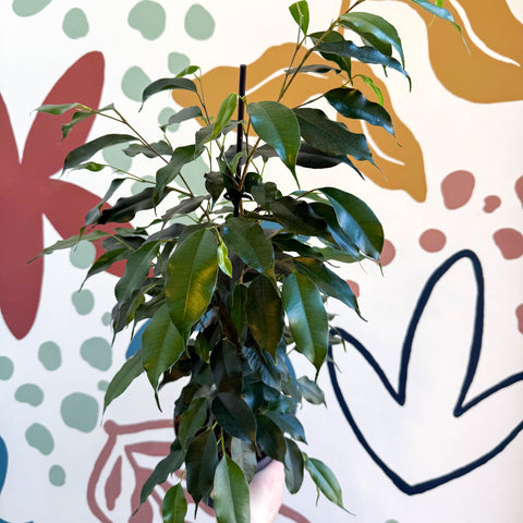 Ficus benjamina 'Danielle' - Weeping Fig - Sprouts of Bristol