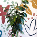 Ficus benjamina 'Danielle' - Weeping Fig - Sprouts of Bristol