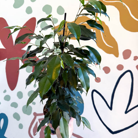 Ficus benjamina 'Danielle' - Weeping Fig - Sprouts of Bristol