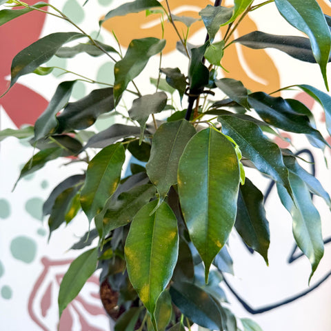 Ficus benjamina 'Danielle' - Weeping Fig - Sprouts of Bristol