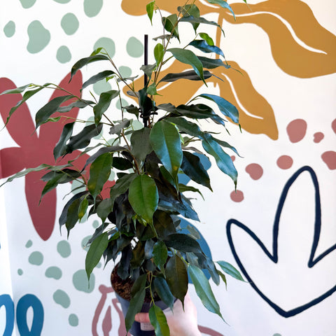 Ficus benjamina 'Danielle' - Weeping Fig - Sprouts of Bristol