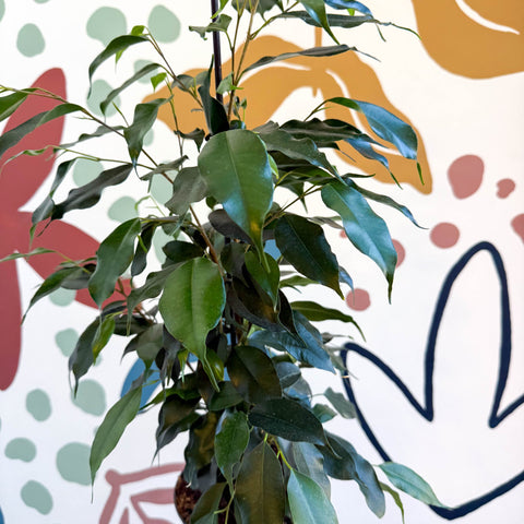 Ficus benjamina 'Danielle' - Weeping Fig - Sprouts of Bristol