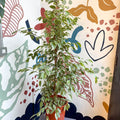 Ficus benjamina 'Golden King' - Weeping Fig - Sprouts of Bristol